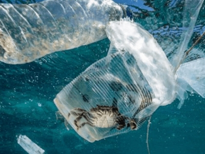 海洋塑膠污染，會(huì)對(duì)人體產(chǎn)生哪些危害？